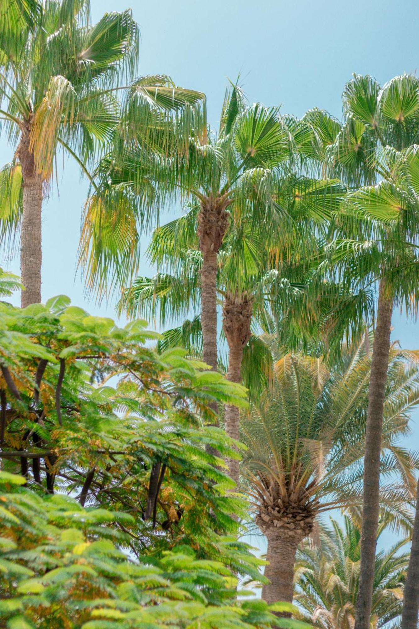 Apartamentos El Palmar Playa del Inglés Exteriör bild